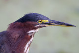 Green Heron