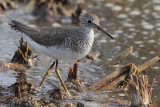 Solitary Sandpiper