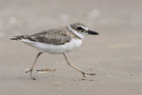 Wilsons Plover