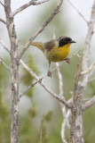 Common Yellowthroat