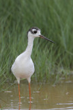 Black-necked Stilt