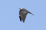 Mississippi Kite