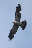 Mississippi Kite