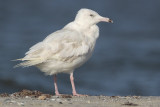 Glaucous Gull