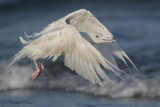 Glaucous Gull