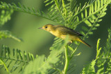 Yellow Warbler