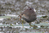 Common Moorhen