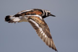 Ruddy Turnstone