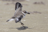 Wilsons Plover
