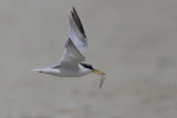 Least Tern