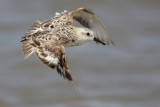 Sanderling