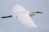 Reddish Egret