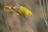 Yellow Warbler
