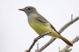 Great Crested Flycatcher