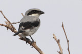 Loggerhead Shrike