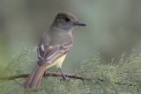 Great Crested Flycatcher