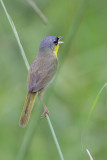 Gray-crowned Yellowthroat