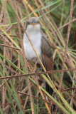 Yellow-billed Cuckoo