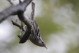 Black-and-white Warbler