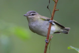 Red-eyed Vireo