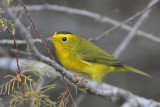 Wilsons Warbler