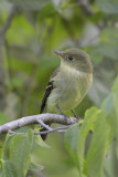 Yellow-bellied Flycatcher