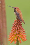 Rufous Hummingbird