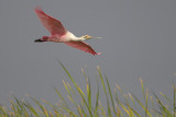 Roseate Spoonbill