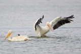 American White Pelican