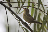 Worm-eating Warbler