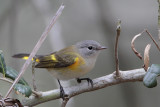 American Redstart