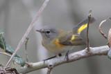 American Redstart