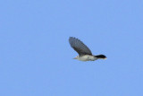 Blue-gray Gnatcatcher