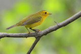 Wilsons Warbler