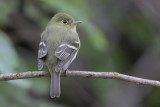 Yellow-bellied Flycatcher