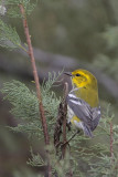 Black-throated Green Warbler