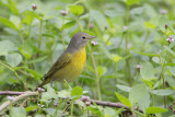 Nashville Warbler