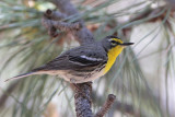 Graces Warbler