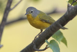 Nashville Warbler