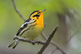 Blackburnian Warbler