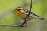 Blackburnian Warbler