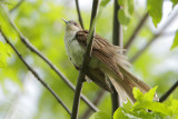 Black-billed Cuckoo