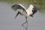 Wood Stork