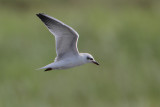 Gull-billed Tern