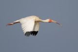 White Ibis