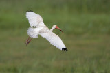 White Ibis