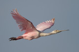 Roseate Spoonbill