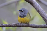 MacGillivrays Warbler