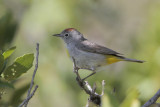 Virginias Warbler