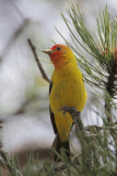 Western Tanager